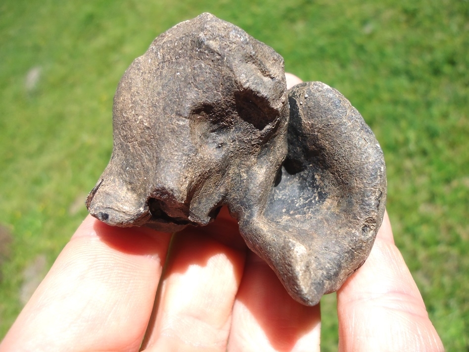 Large image 1 Awesome Manatee Inner Ear Bone