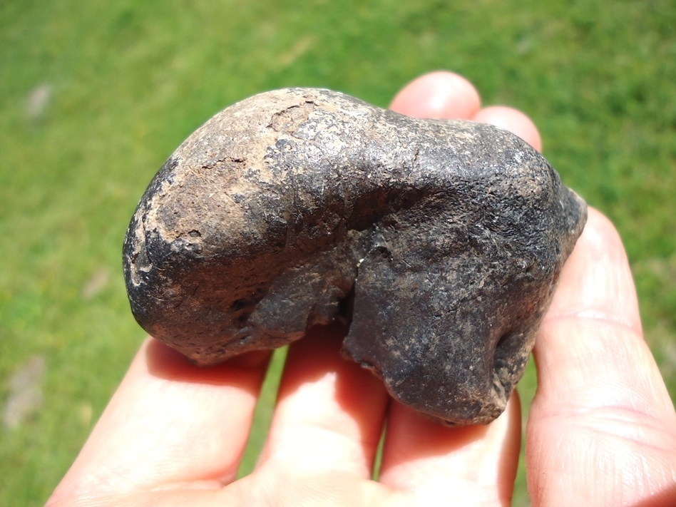 Large image 3 Awesome Manatee Inner Ear Bone