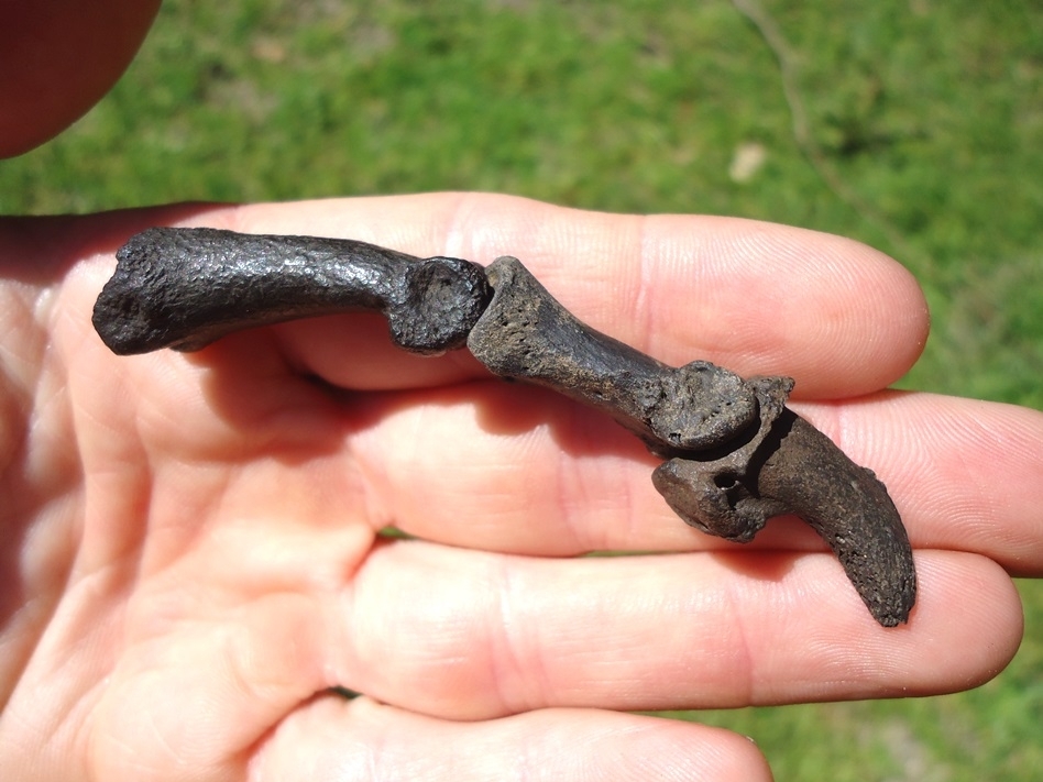 Large image 2 Museum Quality Dire Wolf Digit with Claw Core