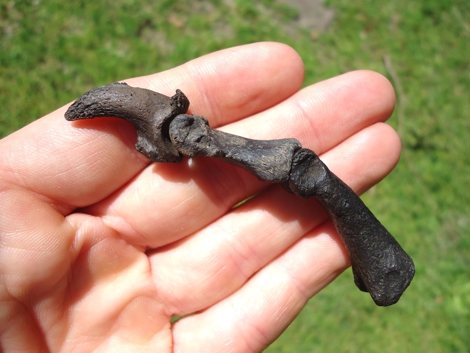 Large image 3 Museum Quality Dire Wolf Digit with Claw Core