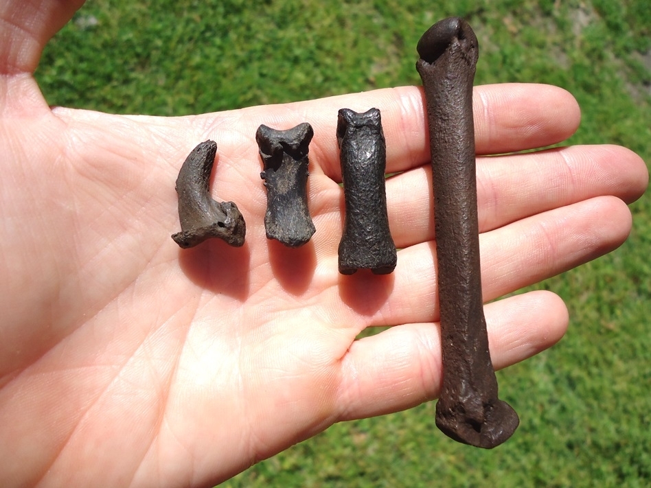 Large image 4 Museum Quality Dire Wolf Digit with Claw Core