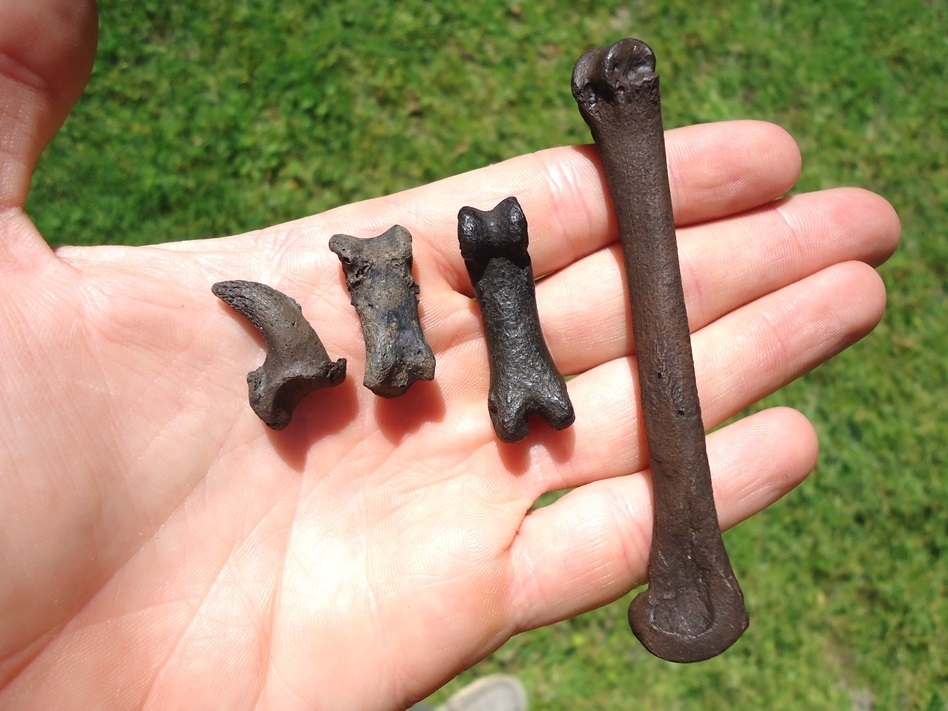 Large image 5 Museum Quality Dire Wolf Digit with Claw Core