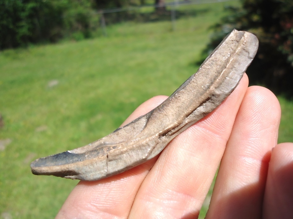 Large image 3 Very Rare Section of Saber Cat Upper Canine