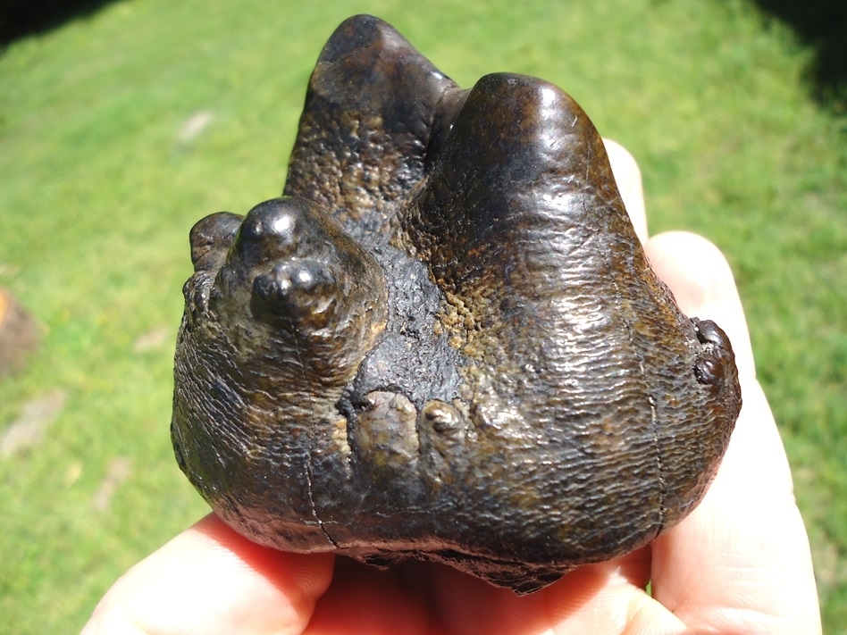 Large image 1 Colorful Partial Mastodon Tooth