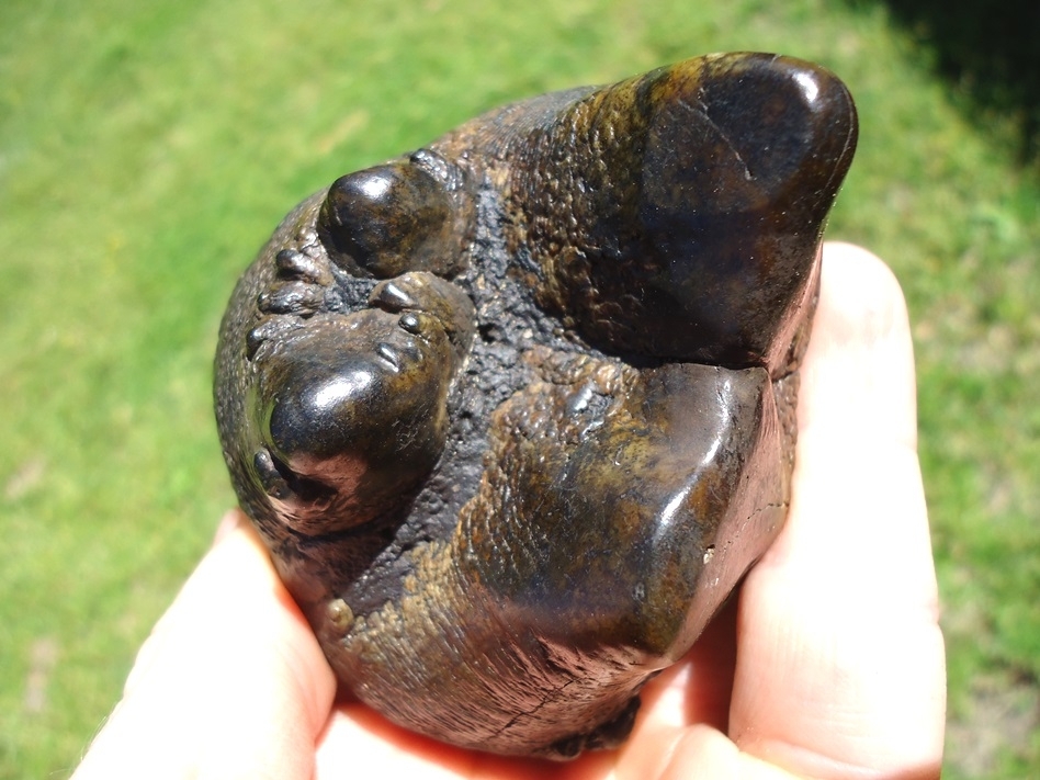 Large image 2 Colorful Partial Mastodon Tooth