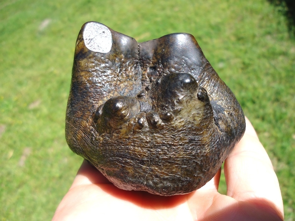 Large image 3 Colorful Partial Mastodon Tooth
