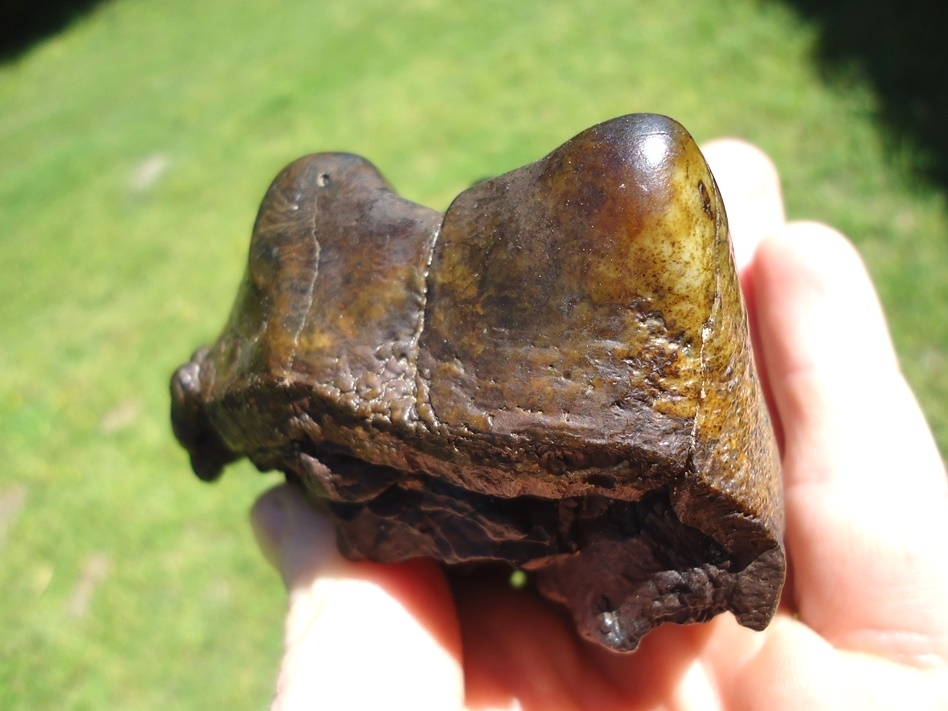 Large image 4 Colorful Partial Mastodon Tooth