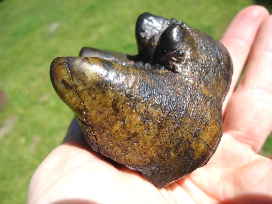Large image 5 Colorful Partial Mastodon Tooth