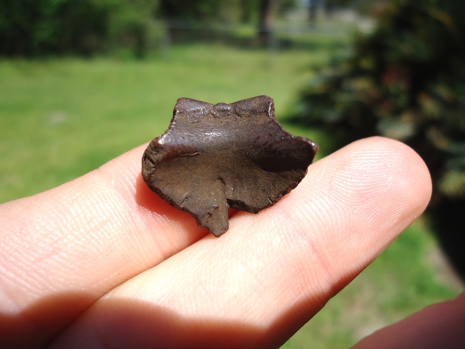 Large image 1 Rare Striped Mud Turtle Nuchal