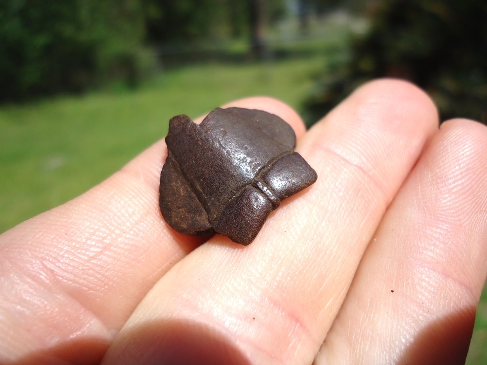 Large image 2 Rare Striped Mud Turtle Nuchal