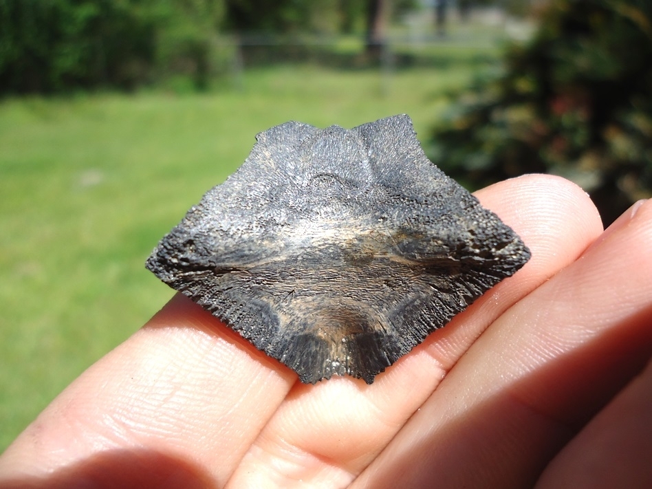 Large image 2 Rare Spotted Turtle Nuchal
