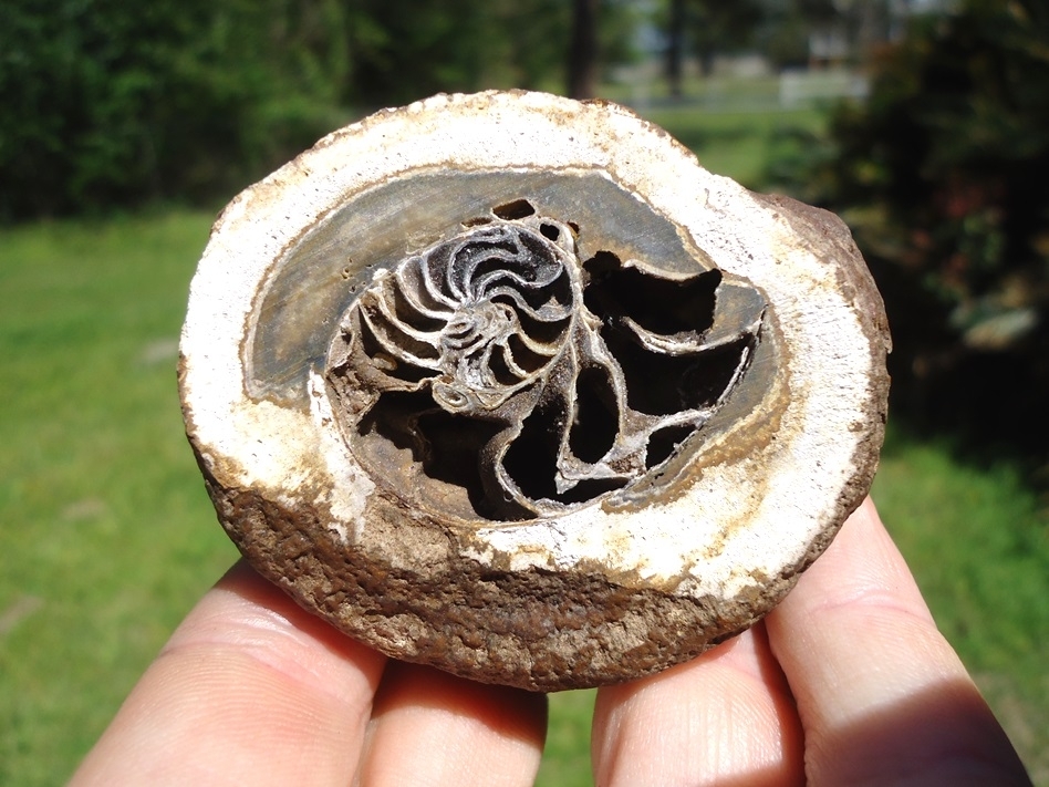 Large image 1 Museum Quality Beyond Rare Florida Nautiloid from the Oligocene