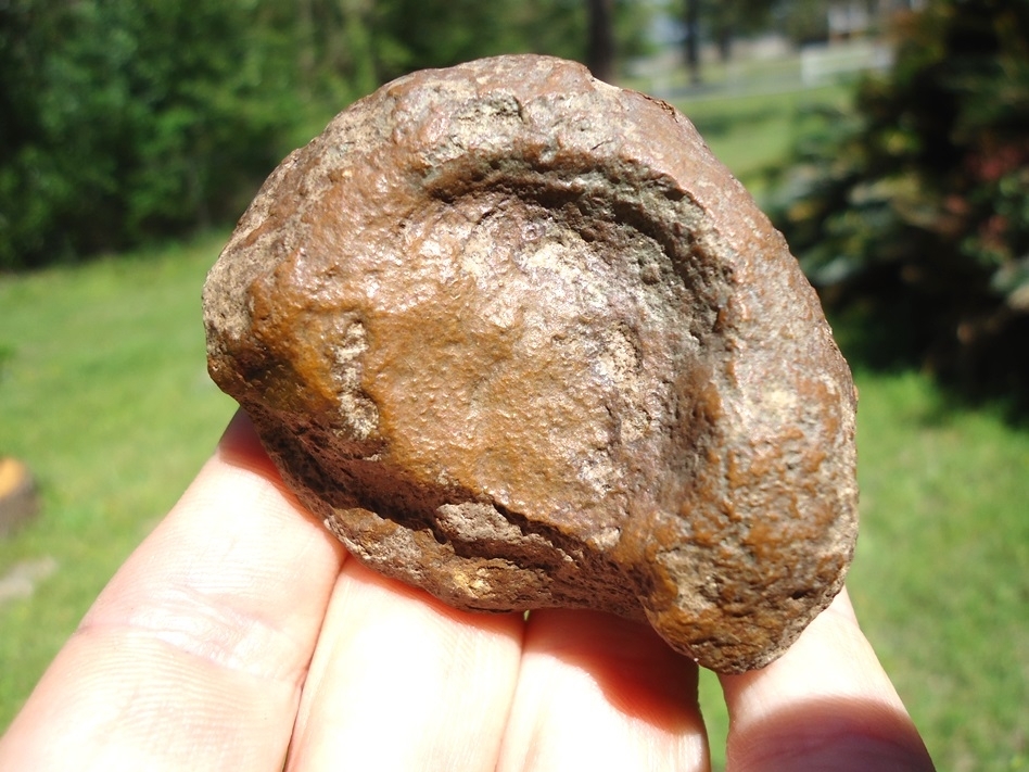 Large image 4 Museum Quality Beyond Rare Florida Nautiloid from the Oligocene