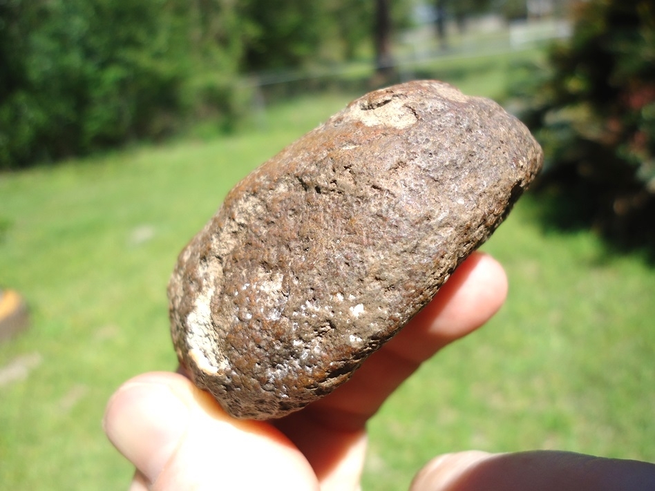 Large image 5 Museum Quality Beyond Rare Florida Nautiloid from the Oligocene