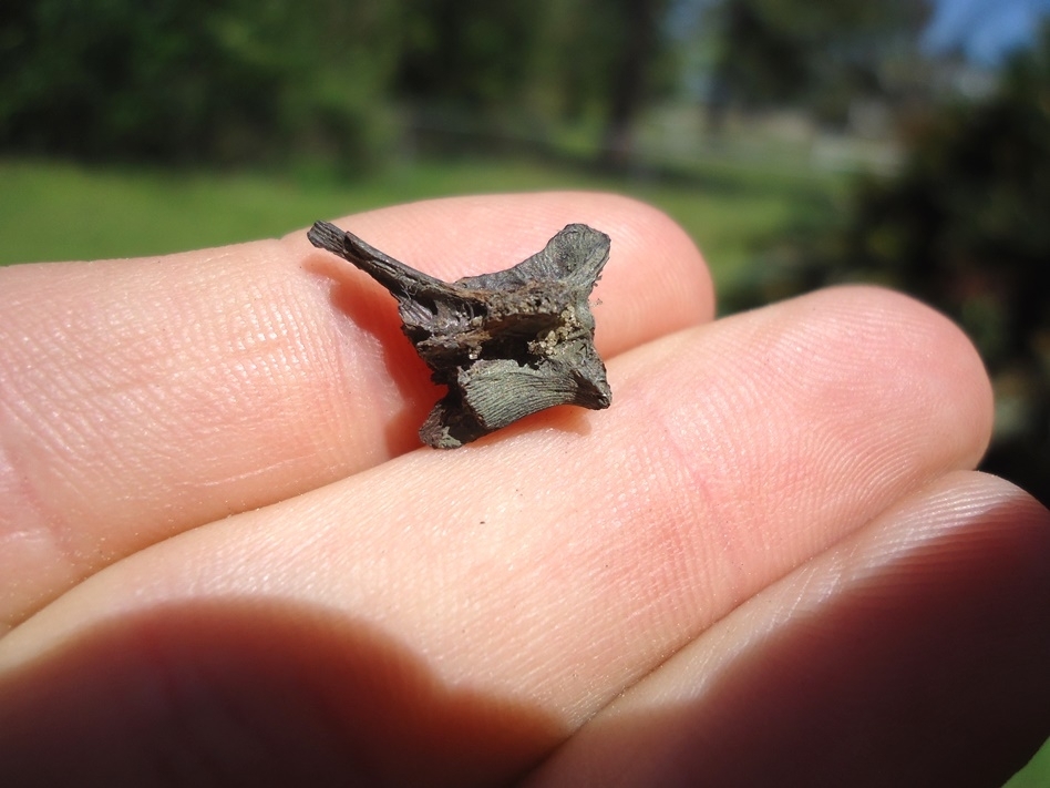 Large image 1 Beyond Rare Fresh Water Eel Vertebra