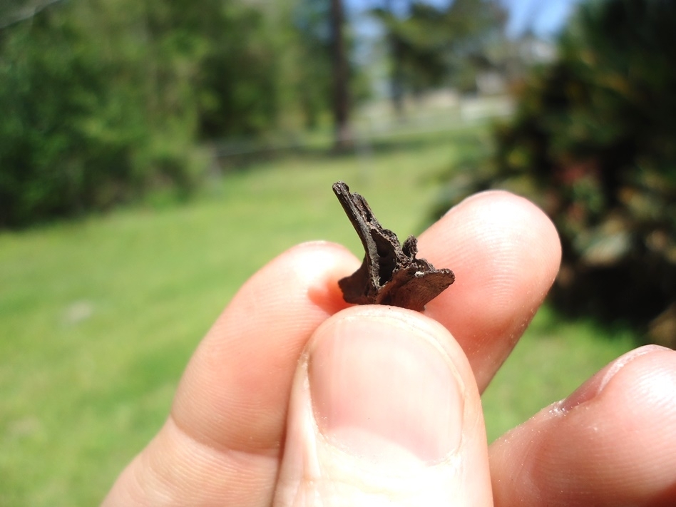 Large image 3 Beyond Rare Fresh Water Eel Vertebra
