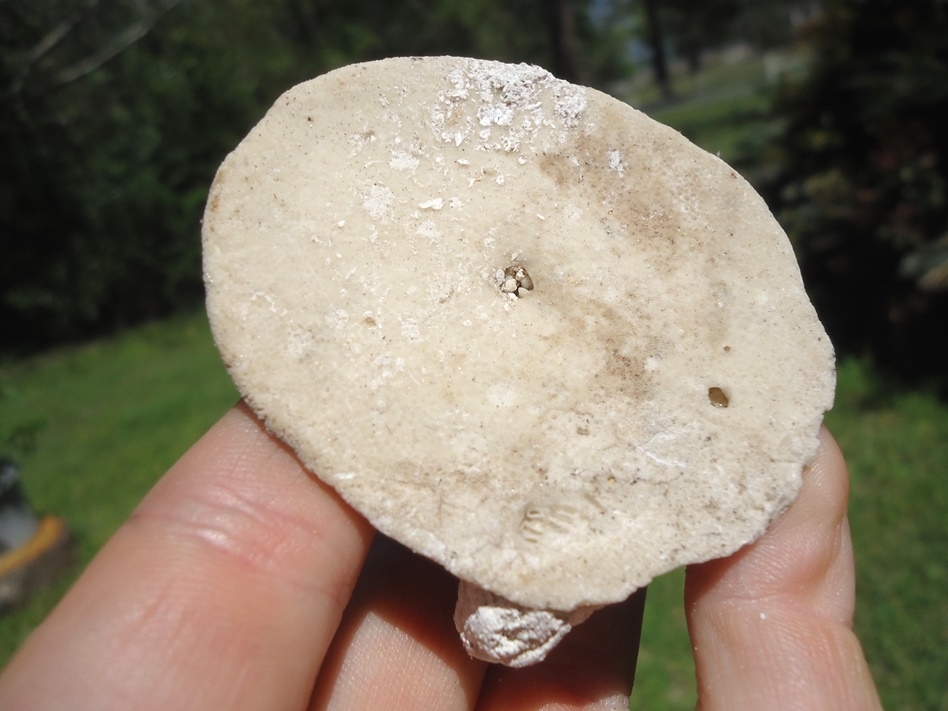 Large image 1 Rare Eocene Sand Dollar