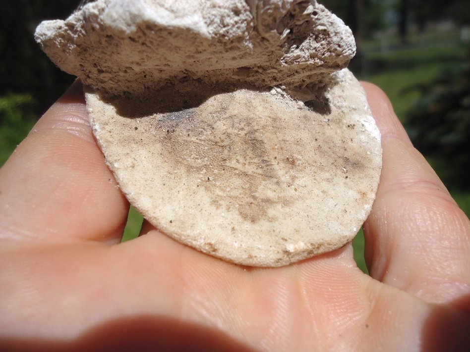 Large image 3 Rare Eocene Sand Dollar