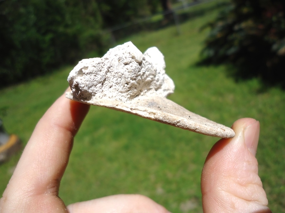 Large image 4 Rare Eocene Sand Dollar