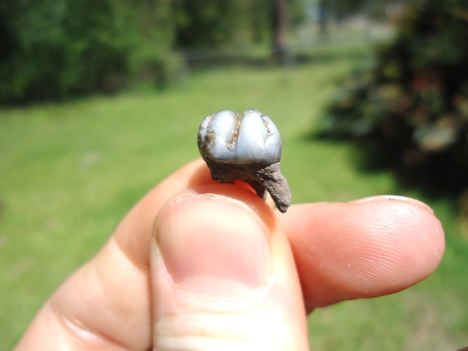 Large image 1 Quality Rooted Peccary Tooth