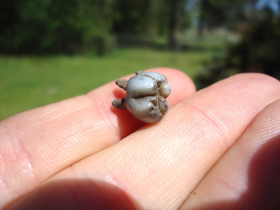 Large image 2 Quality Rooted Peccary Tooth