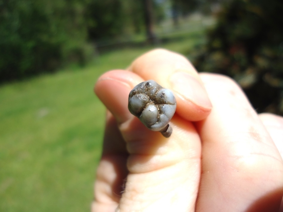 Large image 3 Quality Rooted Peccary Tooth