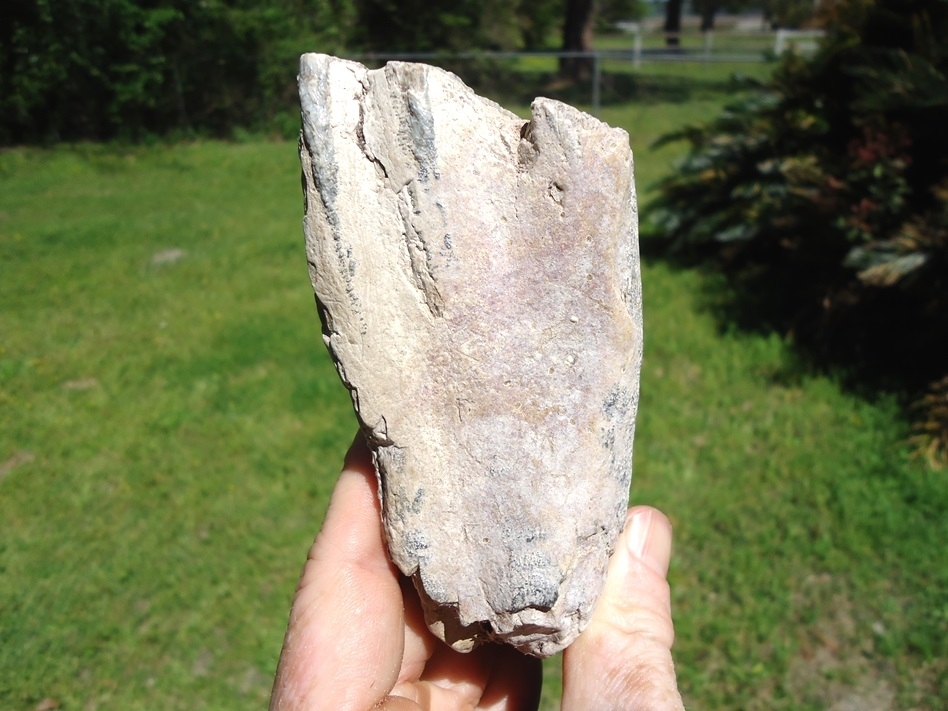 Large image 1 Bargain Partial Mammoth Tooth