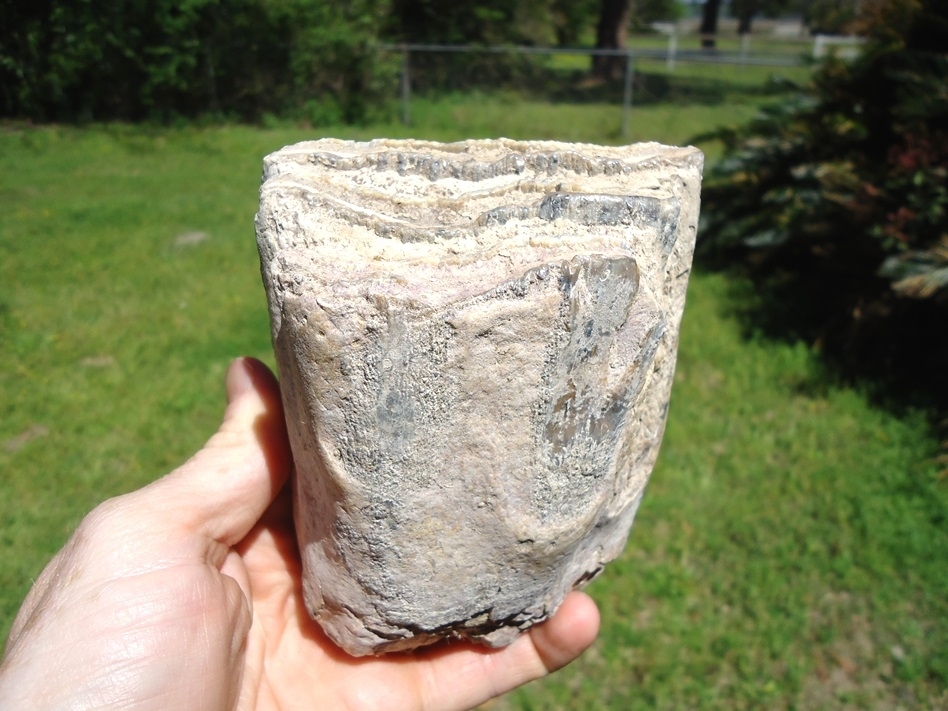 Large image 2 Bargain Partial Mammoth Tooth