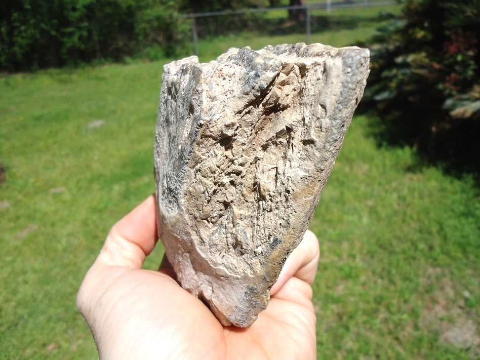 Large image 3 Bargain Partial Mammoth Tooth