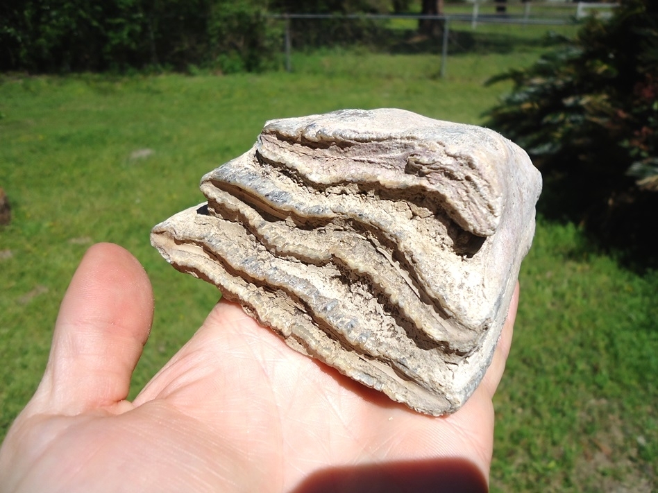 Large image 4 Bargain Partial Mammoth Tooth
