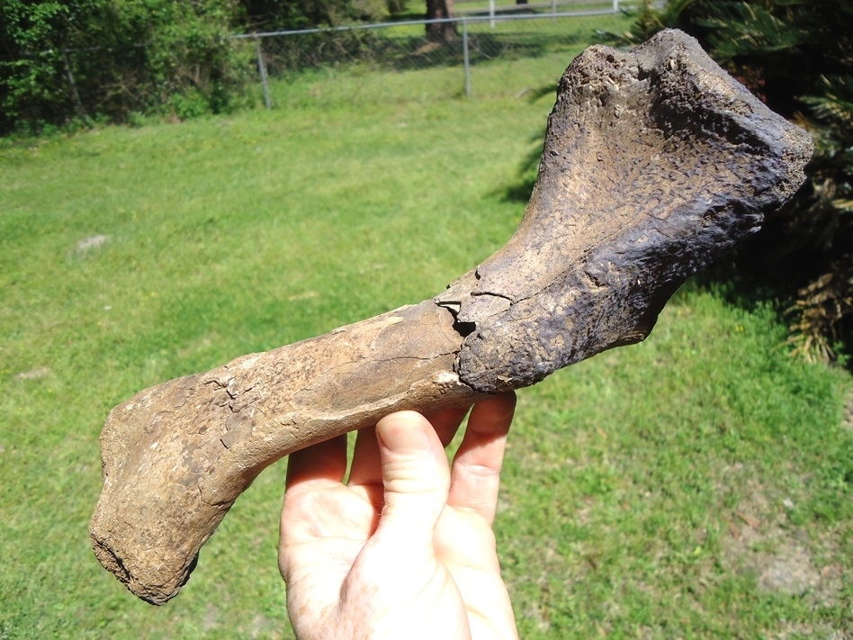 Large image 1 Colossal Sized Alligator Humerus