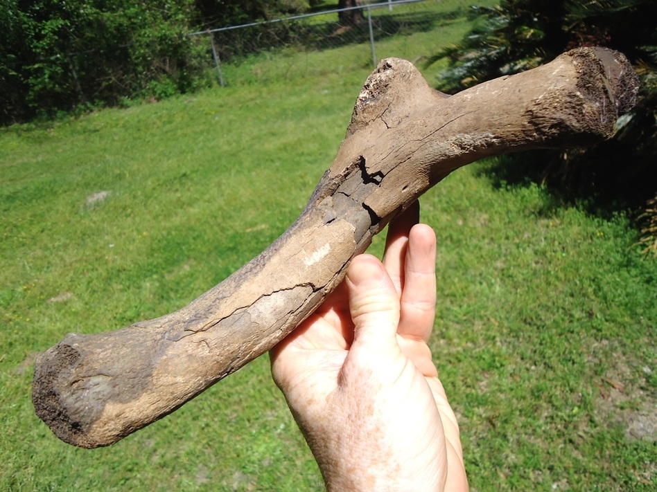 Large image 3 Colossal Sized Alligator Humerus