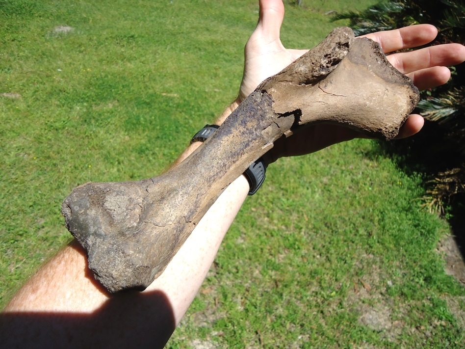 Large image 4 Colossal Sized Alligator Humerus