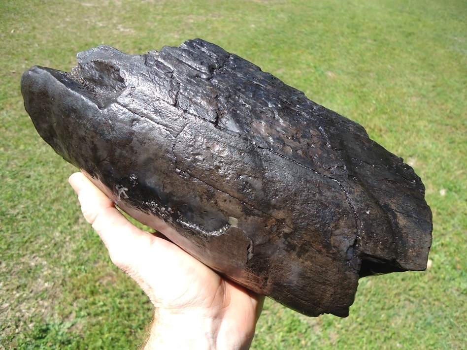 Large image 6 4.5lb Section of Mastodon Tusk