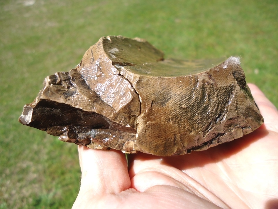 Large image 2 Bargain Section of Mastodon Tusk