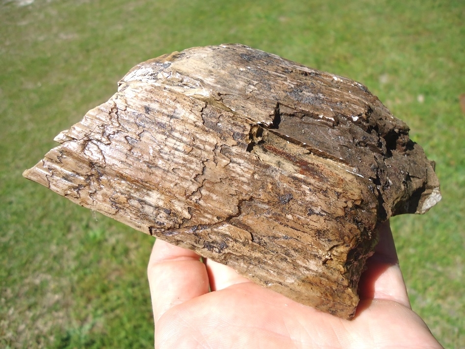Large image 3 Bargain Section of Mastodon Tusk