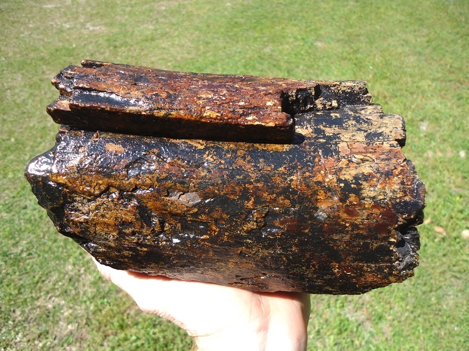Large image 1 Large 4lb 6oz Section of Mastodon Tusk