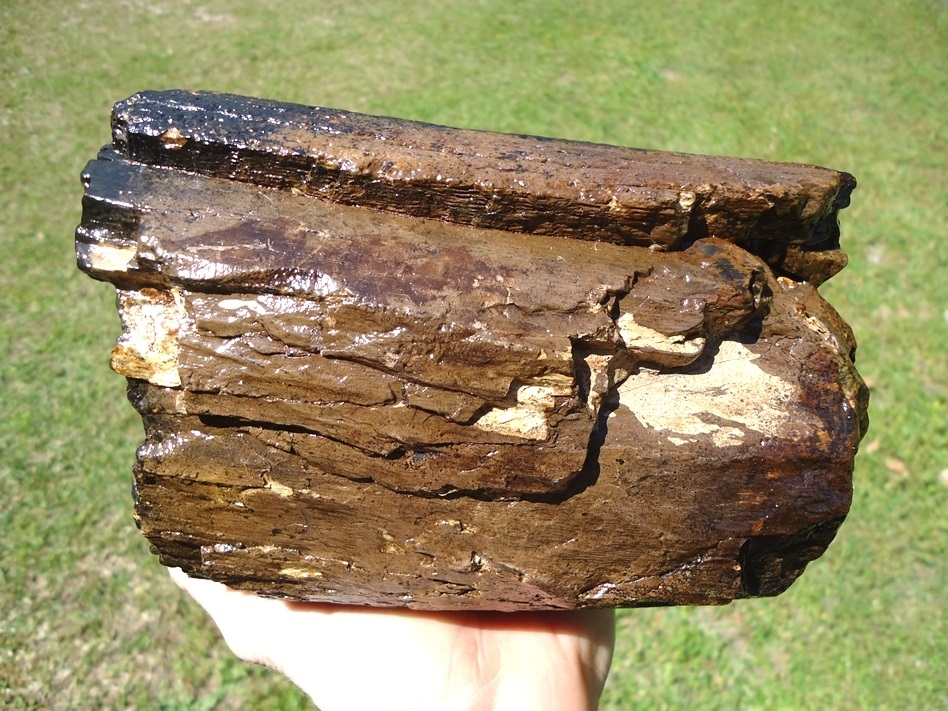 Large image 3 Large 4lb 6oz Section of Mastodon Tusk