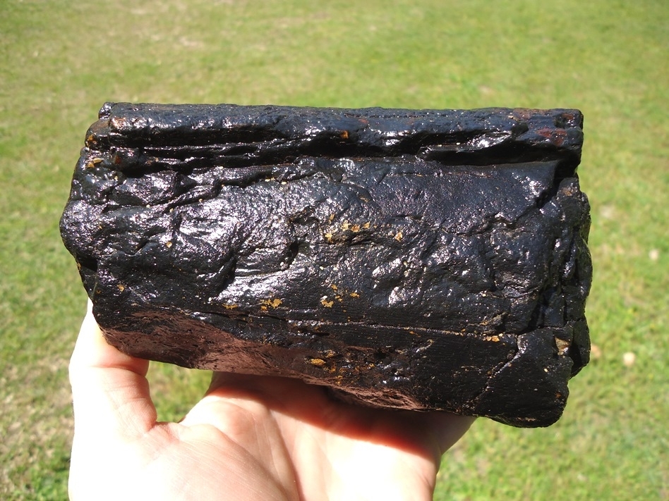 Large image 1 Attractive Black 2lb Mastodon Tusk
