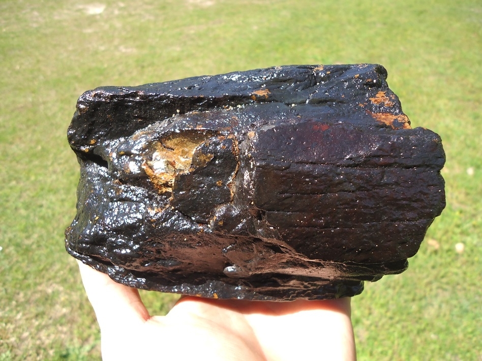 Large image 2 Attractive Black 2lb Mastodon Tusk