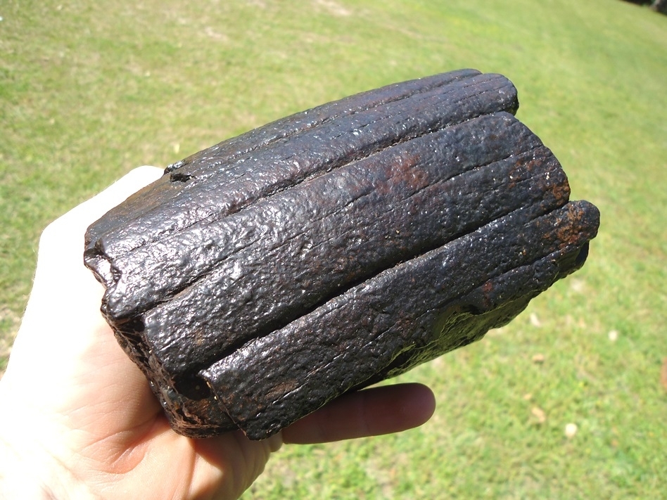 Large image 5 Attractive Black 2lb Mastodon Tusk