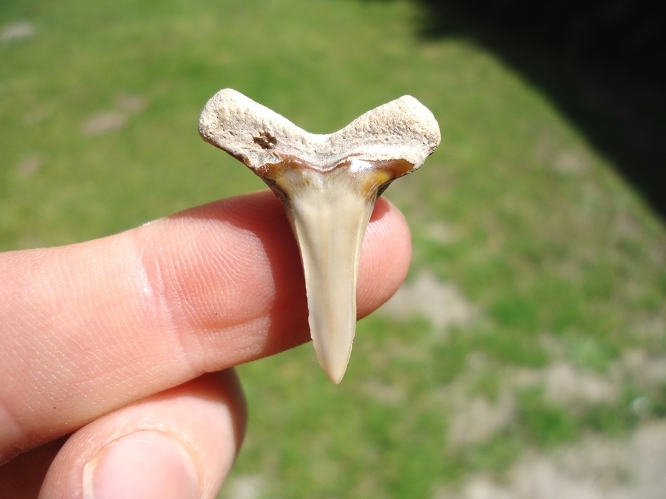 Large image 1 Monster Sized 1.1' Lemon Shark Tooth