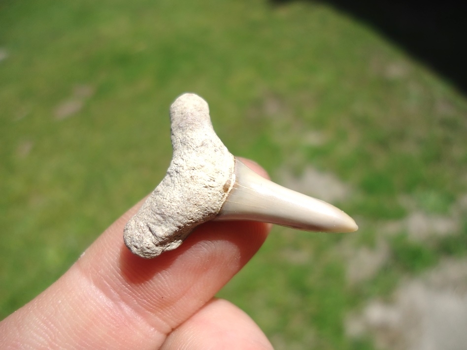 Large image 2 Monster Sized 1.1' Lemon Shark Tooth