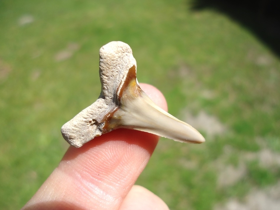Large image 3 Monster Sized 1.1' Lemon Shark Tooth