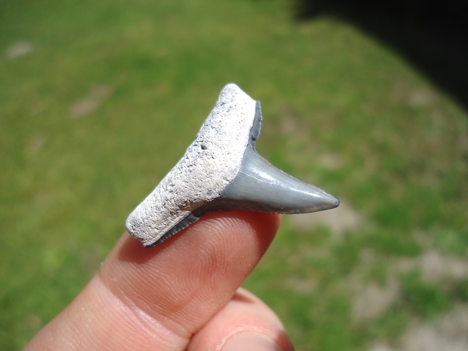 Large image 2 Quality Bone Valley Lemon Shark Tooth