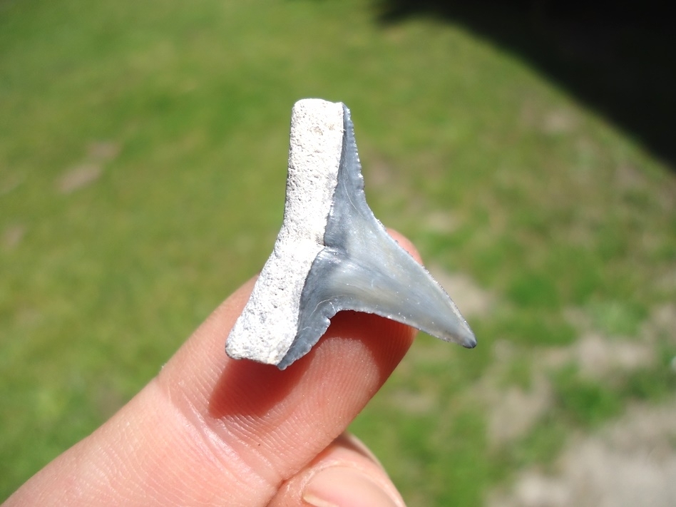 Large image 3 Quality Bone Valley Lemon Shark Tooth