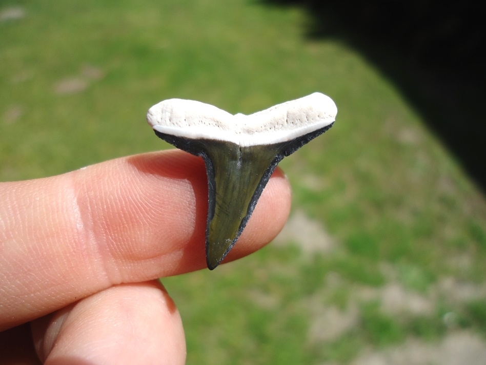 Large image 1 Beautiful Green Bone Valley Lemon Shark Tooth