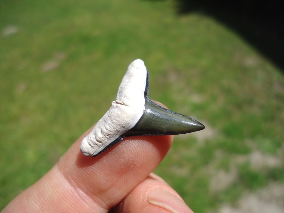 Large image 2 Beautiful Green Bone Valley Lemon Shark Tooth