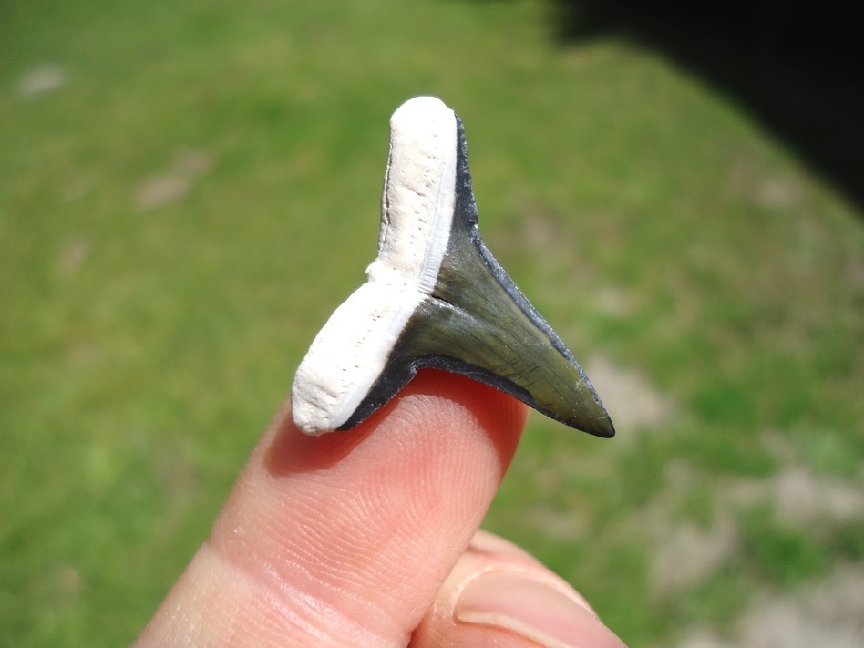 Large image 3 Beautiful Green Bone Valley Lemon Shark Tooth