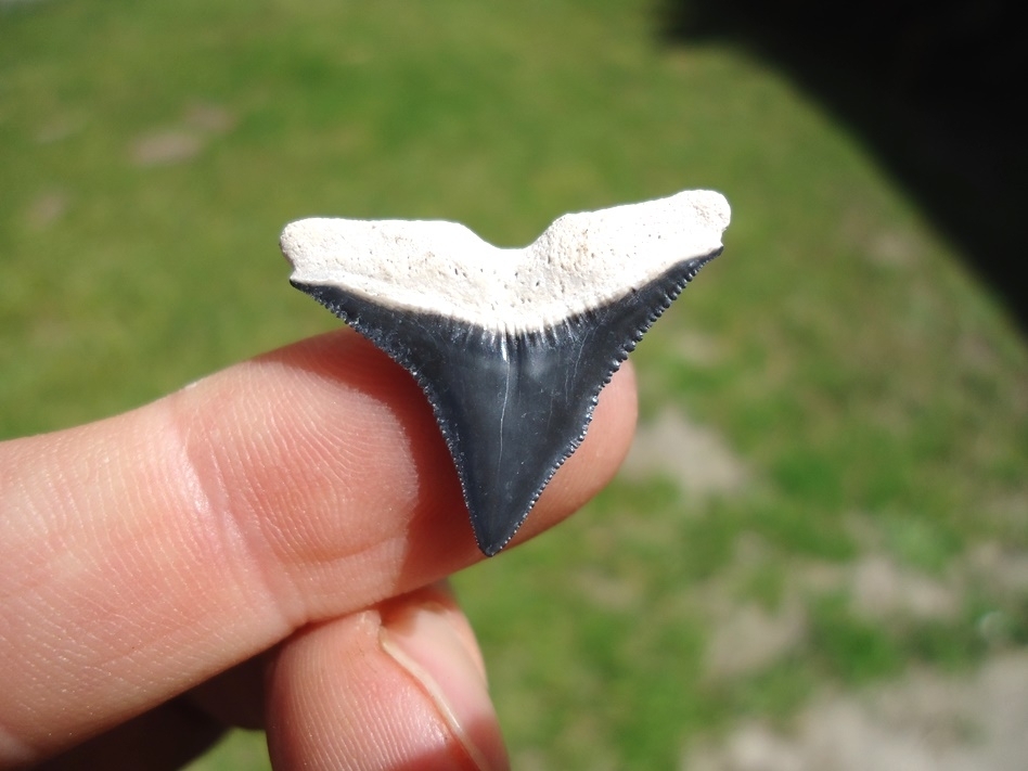 Large image 1 Bone Valley Bull Shark Tooth with Slight Pathology